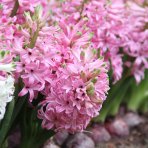 Hyacint (Hyacinthus orientalis) ´PINK PEARL´ - 1 cibuľka v kvetináči, kont. C2L (ružový)
